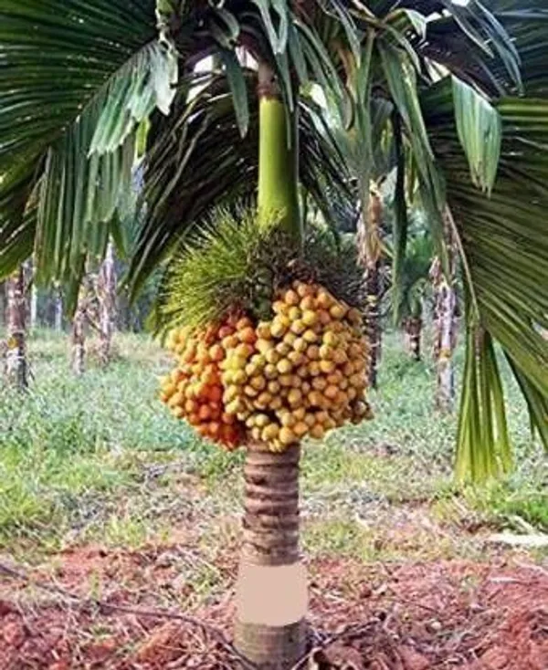 Betel_Nut/Supari_Plant_(Hybrid,_Pack_of_1)
