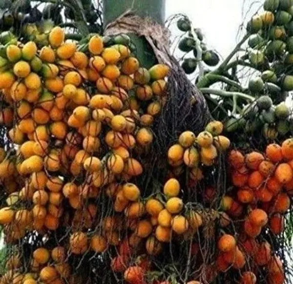Betel_Nut/Supari_Plant_(Hybrid,_Pack_of_1)