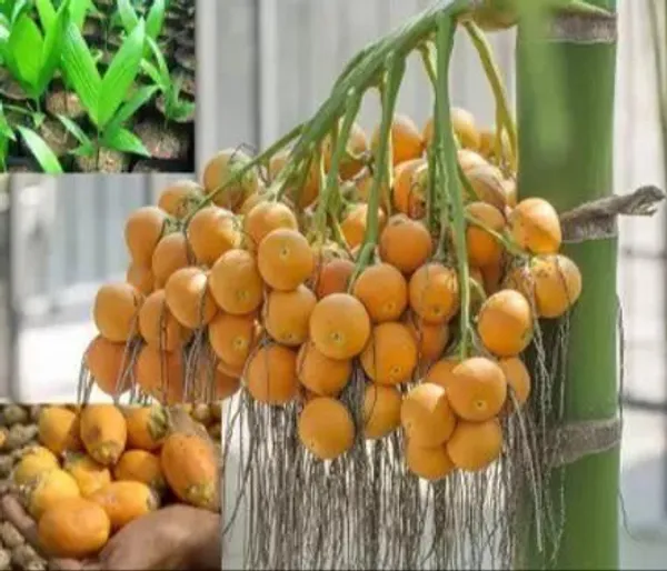 Betel_Nut/Supari_Plant_(Hybrid,_Pack_of_1)