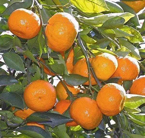 Lemon_Plant_(Hybrid,_Pack_of_1)