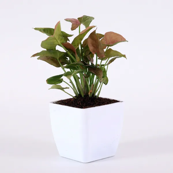 Syngonium_Plant_(Hybrid,_Pack_of_1)