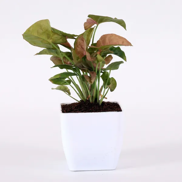 Syngonium_Plant_(Hybrid,_Pack_of_1)