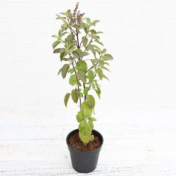Tulsi_Plant_(Hybrid,_Pack_of_1)