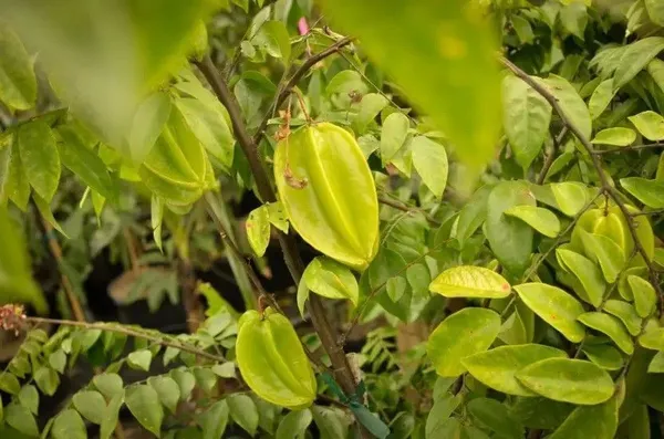 Star_Fruit_Carambola_Grafted_Plant_(Hybrid,_Pack_of_1)