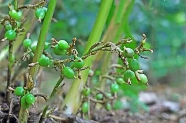 Elaichi/Cardamom_Plant_(Hybrid,_Pack_of_1)