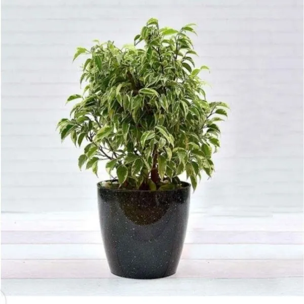 Ficus_Plant_(Hybrid,_Pack_of_1)