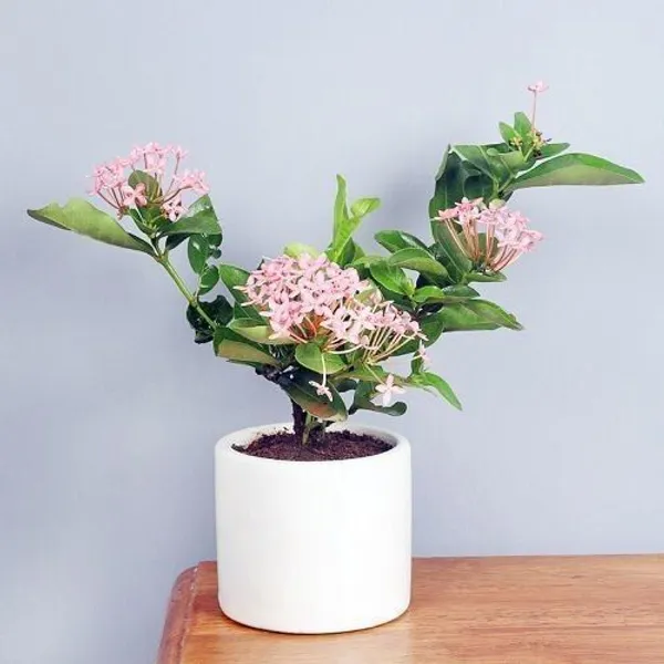 Trothic_Ixora/Chethi_Plant_(Hybrid,_Pack_of_1)