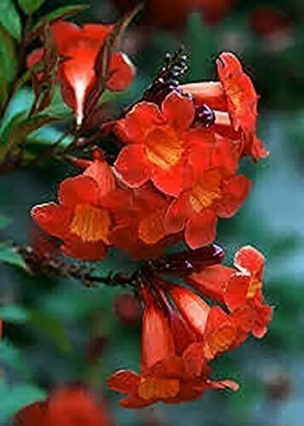 Tecoma_Plant_(Hybrid,_Pack_of_1)