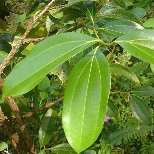Bay_Leaf_Plant_(Hybrid,_Pack_of_1)