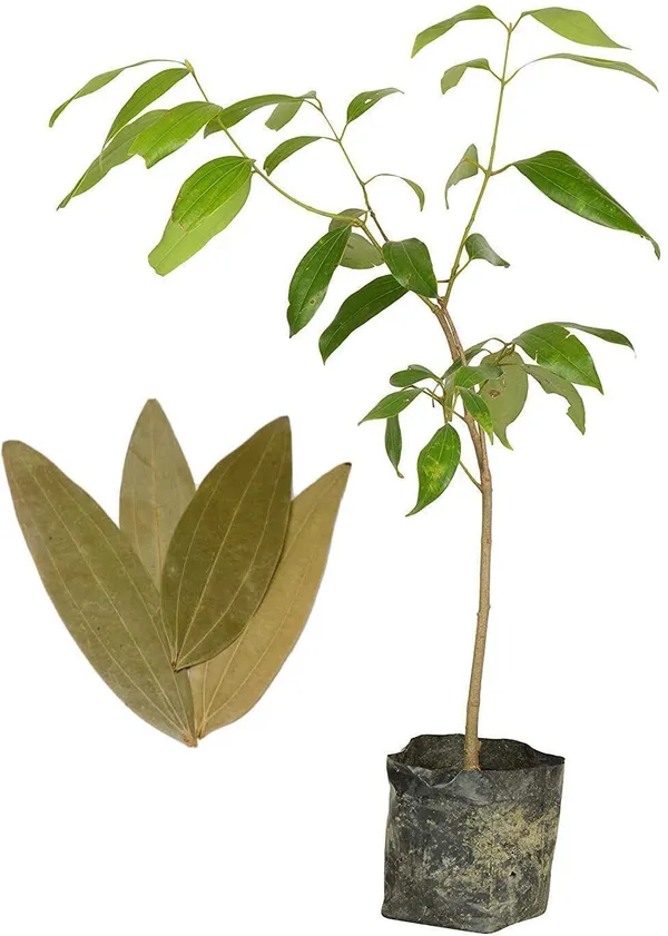Bay_Leaf_Plant_(Hybrid,_Pack_of_1)