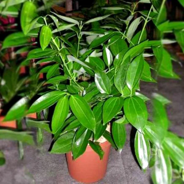 Bay_Leaf_Plant_(Hybrid,_Pack_of_1)