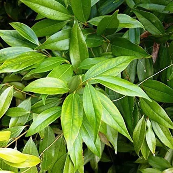 Bay_Leaf_Plant_(Hybrid,_Pack_of_1)