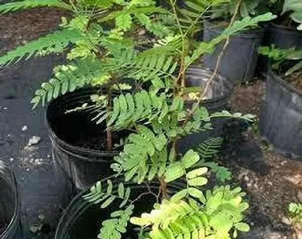 Tamarind_Plant_(Hybrid,_Pack_of_1)