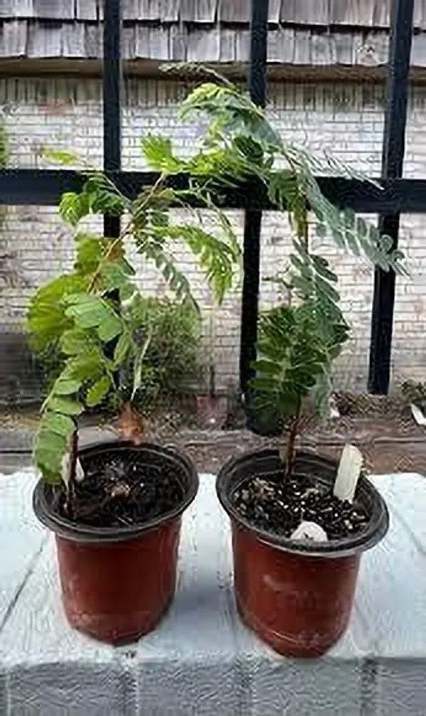 Tamarind_Plant_(Hybrid,_Pack_of_1)