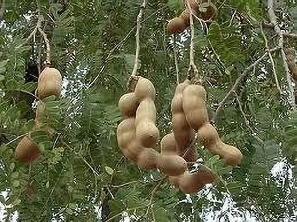 Tamarind_Plant_(Hybrid,_Pack_of_1)
