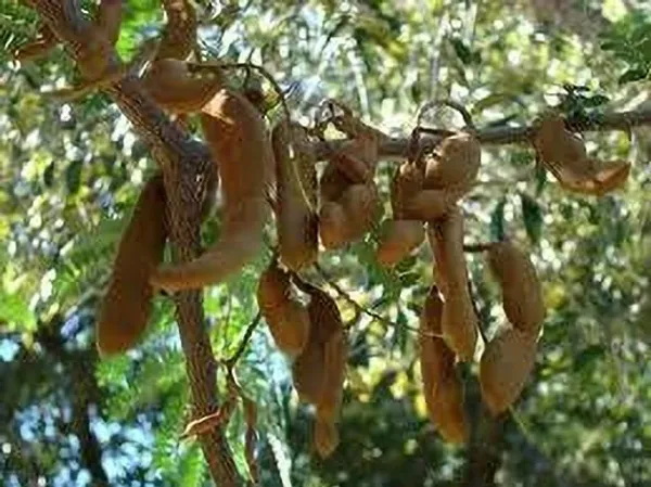 Tamarind_Plant_(Hybrid,_Pack_of_1)
