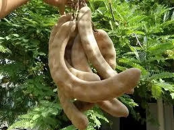 Tamarind_Plant_(Hybrid,_Pack_of_1)