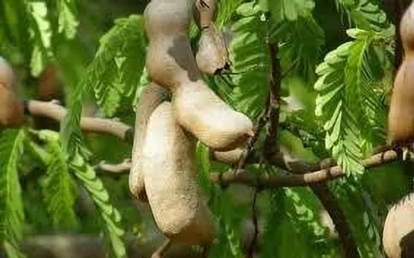 Tamarind_Plant_(Hybrid,_Pack_of_1)