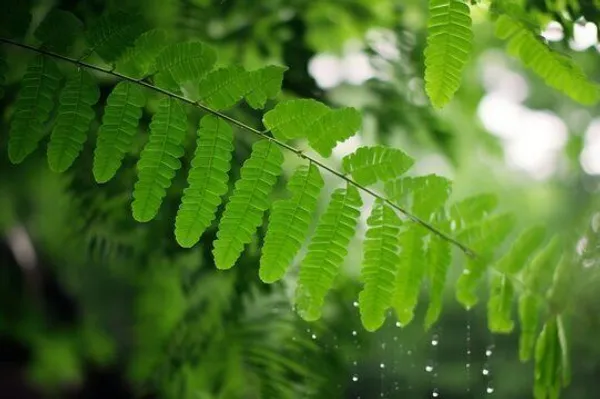 Tamarind_Plant_(Hybrid,_Pack_of_1)