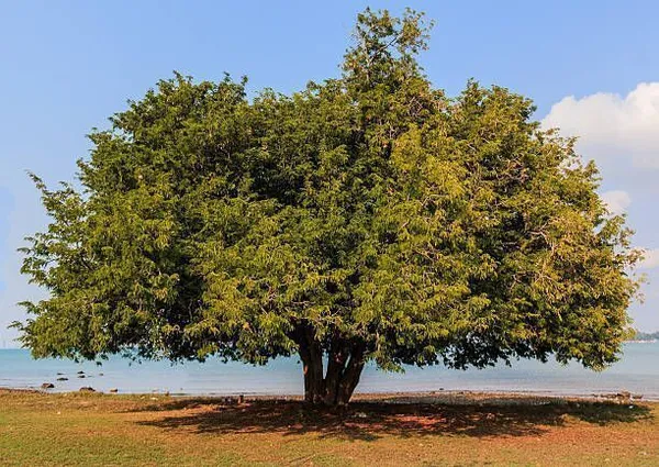 Tamarind_Plant_(Hybrid,_Pack_of_1)