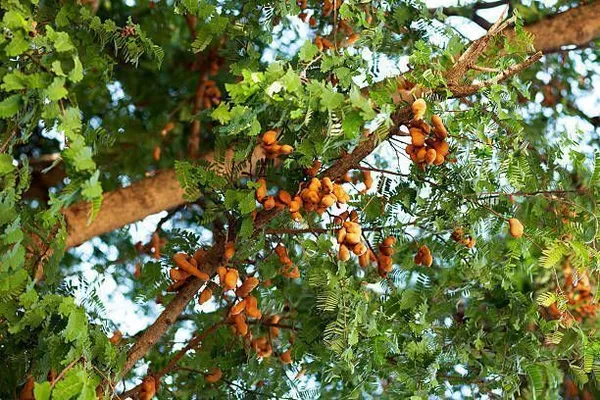 Tamarind_Plant_(Hybrid,_Pack_of_1)