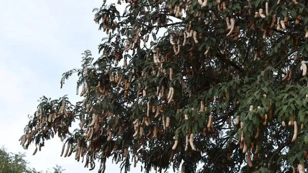 Tamarind_Plant_(Hybrid,_Pack_of_1)