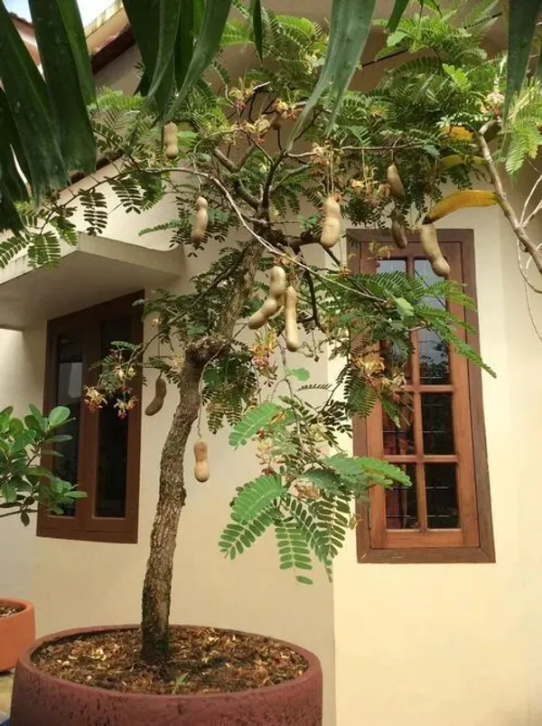 Tamarind_Plant_(Hybrid,_Pack_of_1)