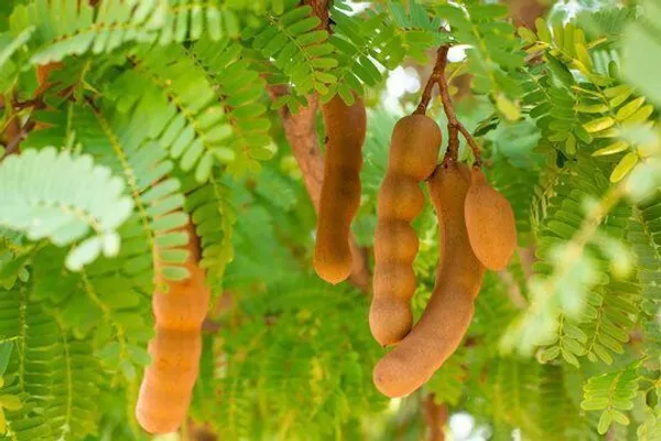 Tamarind_Plant_(Hybrid,_Pack_of_1)