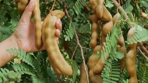 Tamarind_Plant_(Hybrid,_Pack_of_1)