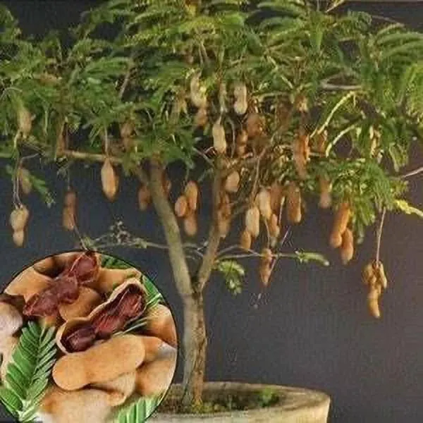 Tamarind_Plant_(Hybrid,_Pack_of_1)