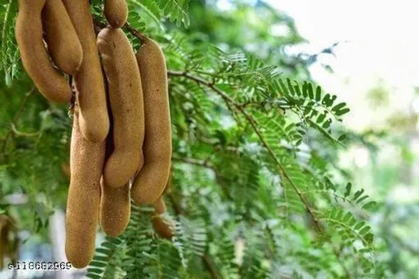 Tamarind_Plant_(Hybrid,_Pack_of_1)