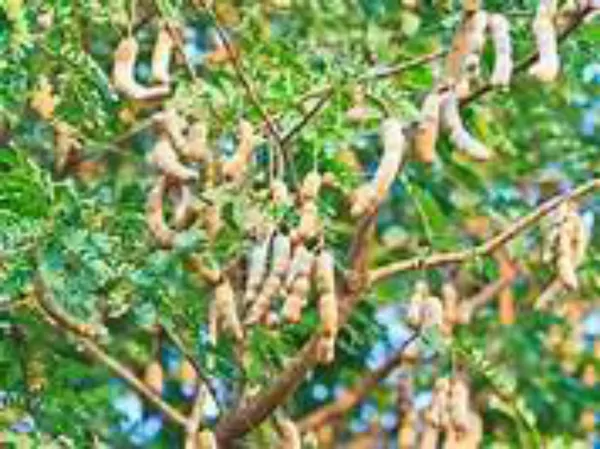 Tamarind_Plant_(Hybrid,_Pack_of_1)