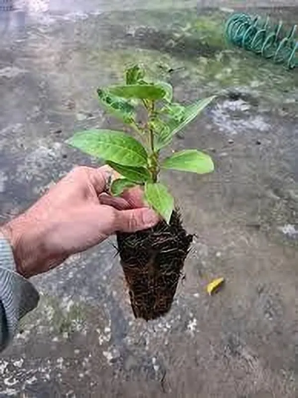 Bay_Leaf_Plant_(Hybrid,_Pack_of_1)