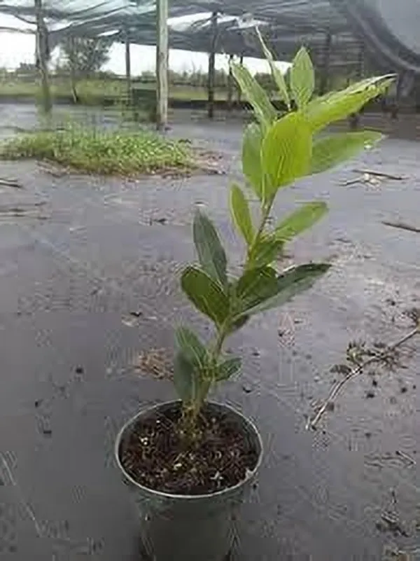 Bay_Leaf_Plant_(Hybrid,_Pack_of_1)