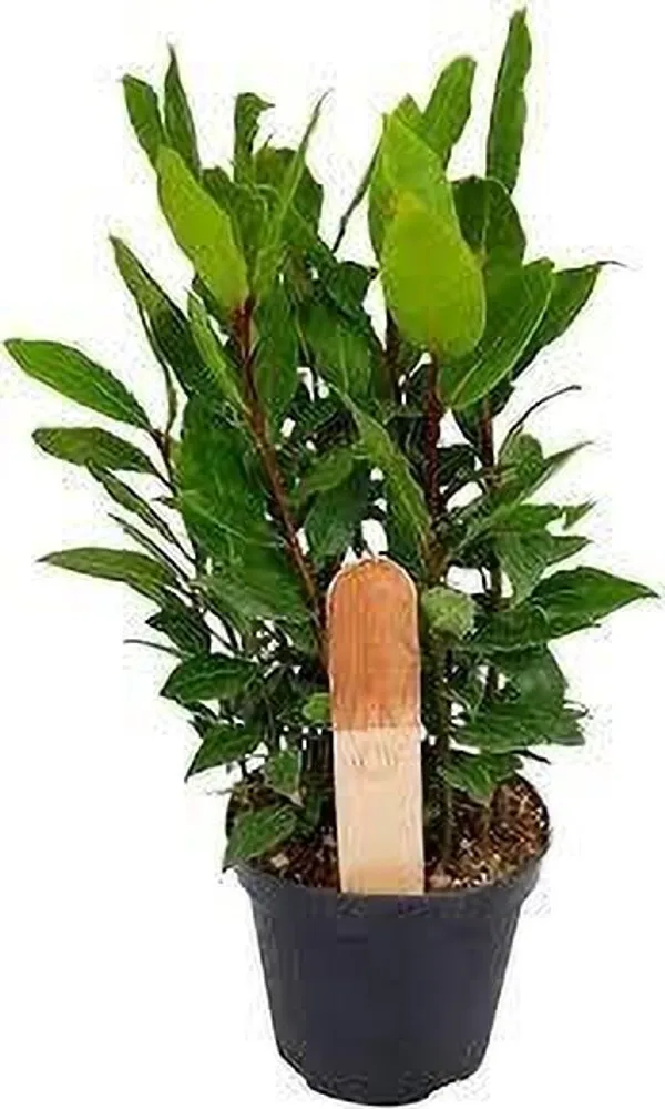 Bay_Leaf_Plant_(Hybrid,_Pack_of_1)