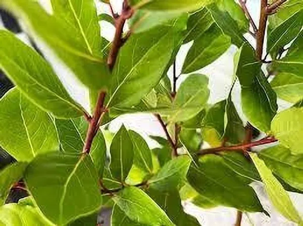 Bay_Leaf_Plant_(Hybrid,_Pack_of_1)