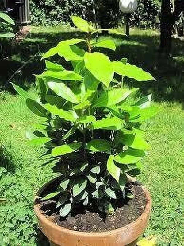 Bay_Leaf_Plant_(Hybrid,_Pack_of_1)