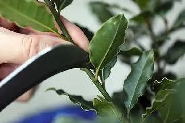 Bay_Leaf_Plant_(Hybrid,_Pack_of_1)