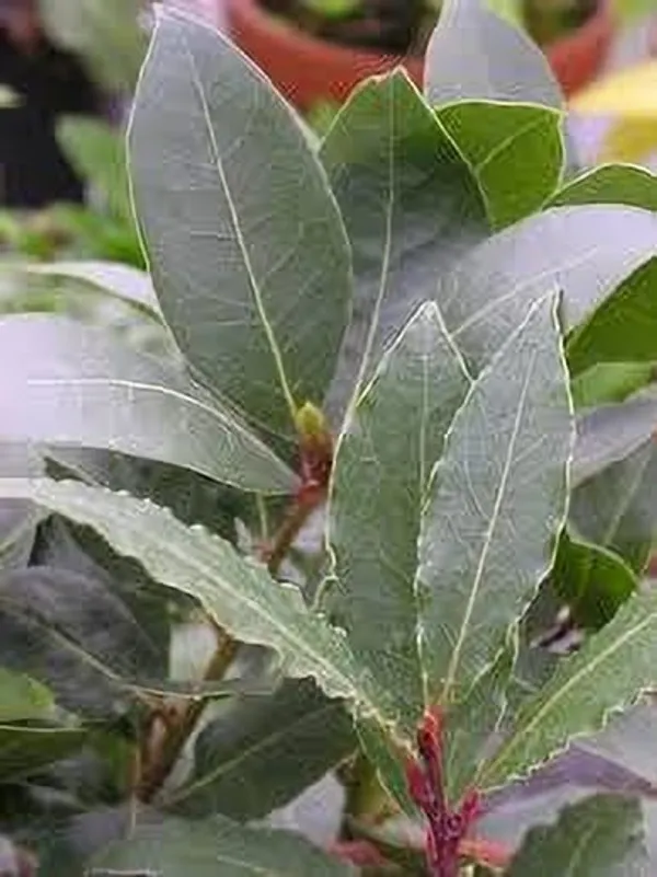 Bay_Leaf_Plant_(Hybrid,_Pack_of_1)