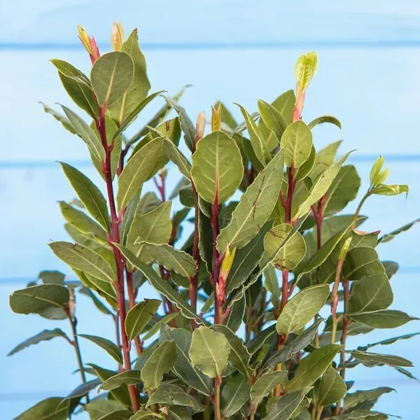 Bay_Leaf_Plant_(Hybrid,_Pack_of_1)