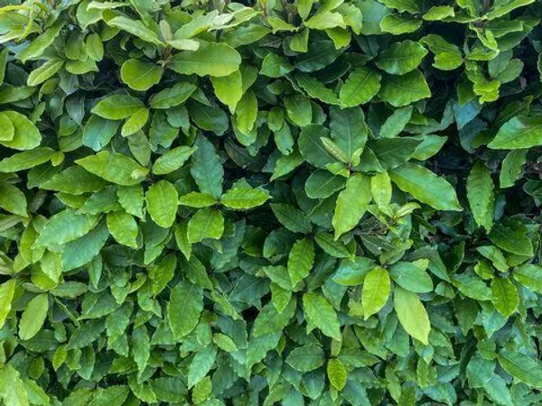 Bay_Leaf_Plant_(Hybrid,_Pack_of_1)