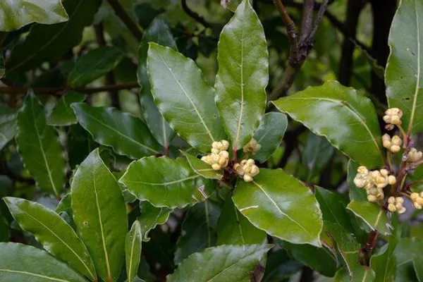 Bay_Leaf_Plant_(Hybrid,_Pack_of_1)