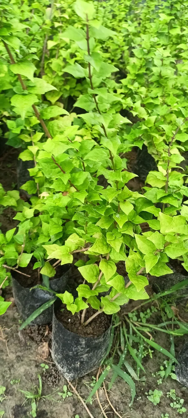 Thunberjia_Plant_(Hybrid,_Pack_of_1)