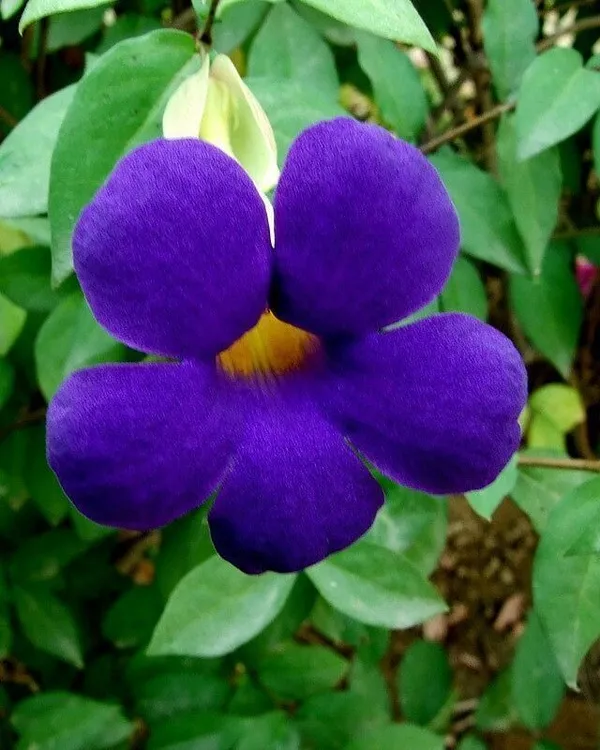 Thunberjia_Plant_(Hybrid,_Pack_of_1)