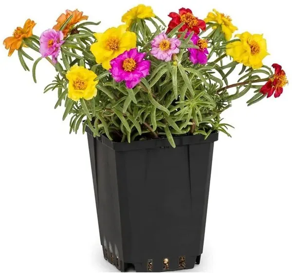 Portulaca_Plant_(Hybrid,_Pack_of_1)