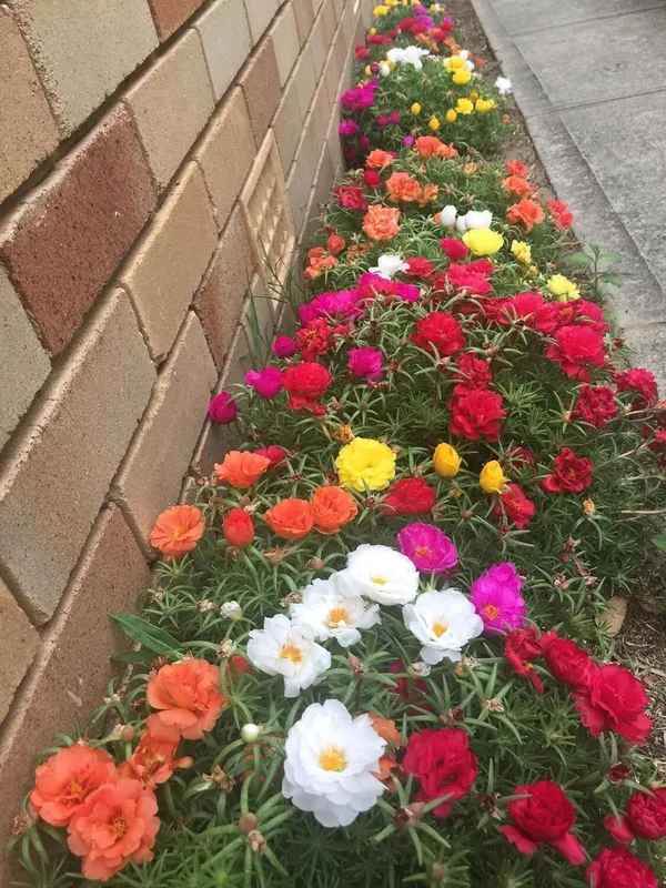 Portulaca_Plant_(Hybrid,_Pack_of_1)