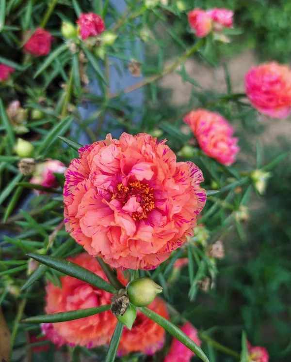 Portulaca_Plant_(Hybrid,_Pack_of_1)