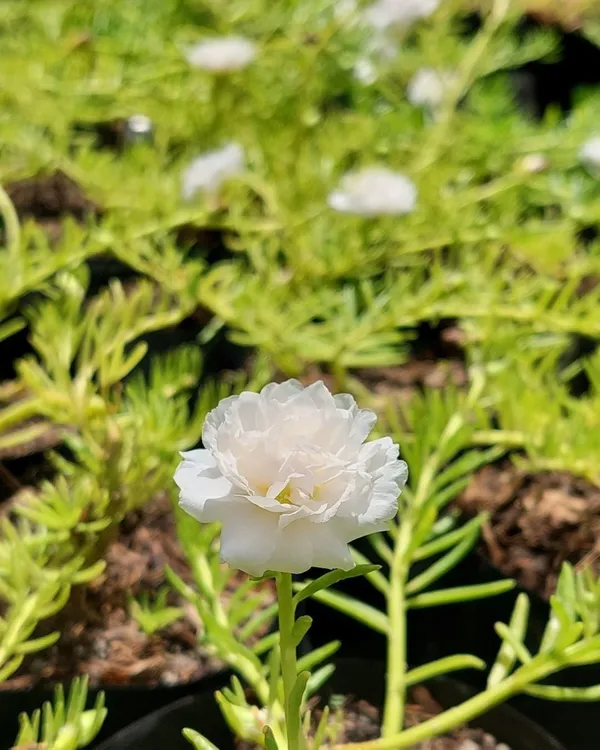 Portulaca_Plant_(Hybrid,_Pack_of_1)