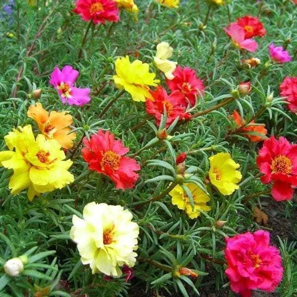 Portulaca_Plant_(Hybrid,_Pack_of_1)