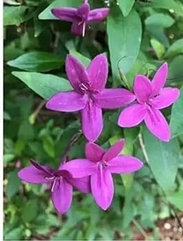 Jasmine_Plant_(Hybrid,_Pack_of_1)